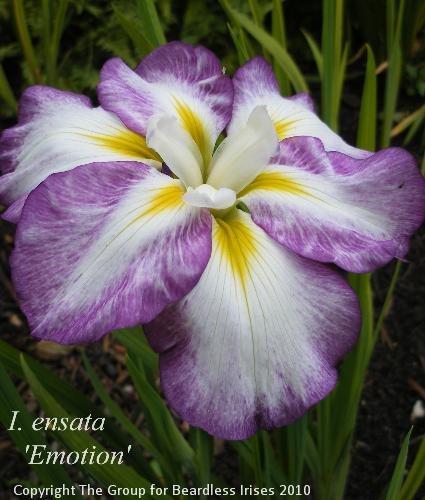 Emotion (1)